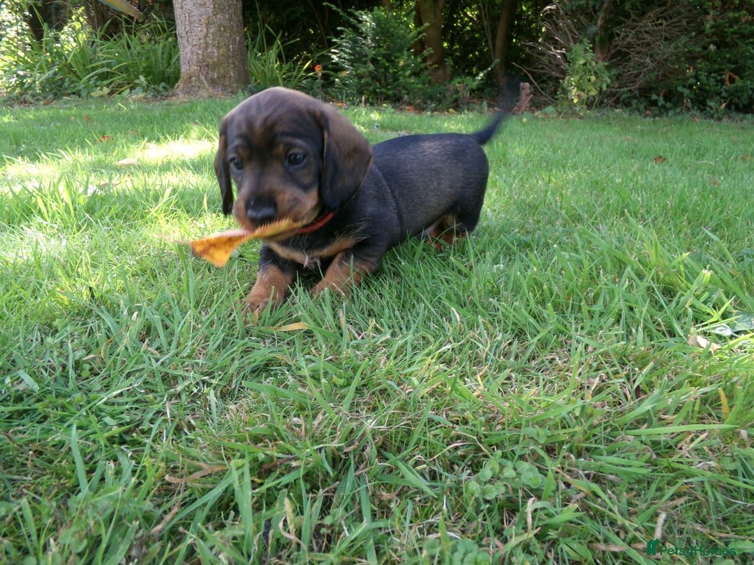 Dachshund dogs for sale: KC Wirehaired Dachshund / Teckel puppies  - Image 4
