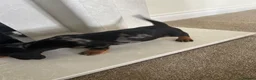 Dachshund dogs for sale: Miniature Dachshunds dapple Puppy’s  - Advert 7