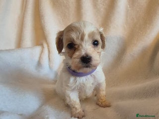 Maltipoo dogs - Advert 1