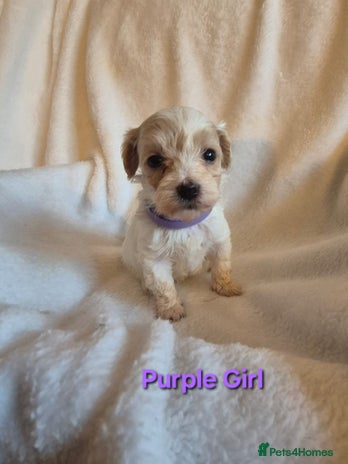 Maltipoo dogs - Advert 1