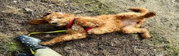 Double Doodle dogs for sale: Beautiful Double Doodle Puppy Sophie 8 Months Old - Advert 3