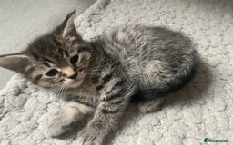 Mixed Breed cats for sale: Sweet Little Kittens Searching for Forever Home - Image 8