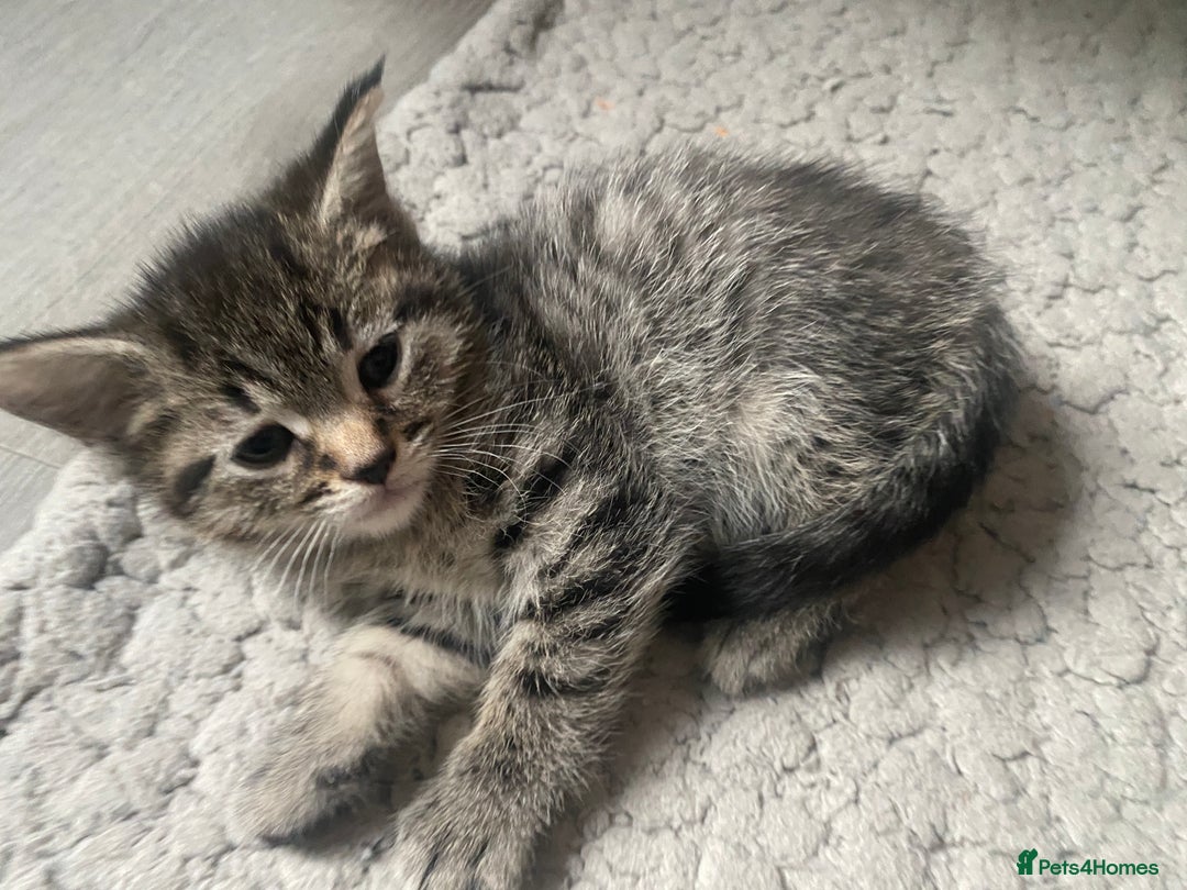 Mixed Breed cats for sale: Sweet Little Kittens Searching for Forever Home - Image 8