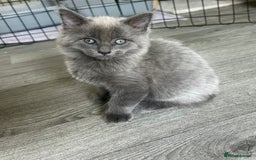 Maine Coon cats for sale: READY NOW! Maine Coon Kittens 🌹 - Image 3
