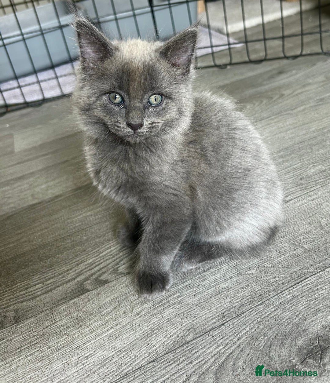 Maine Coon cats for sale: READY NOW! Maine Coon Kittens 🌹 - Image 3