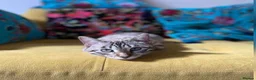 Bengal cats for sale: 5 year old Snow Mink bengal.  - Advert 5