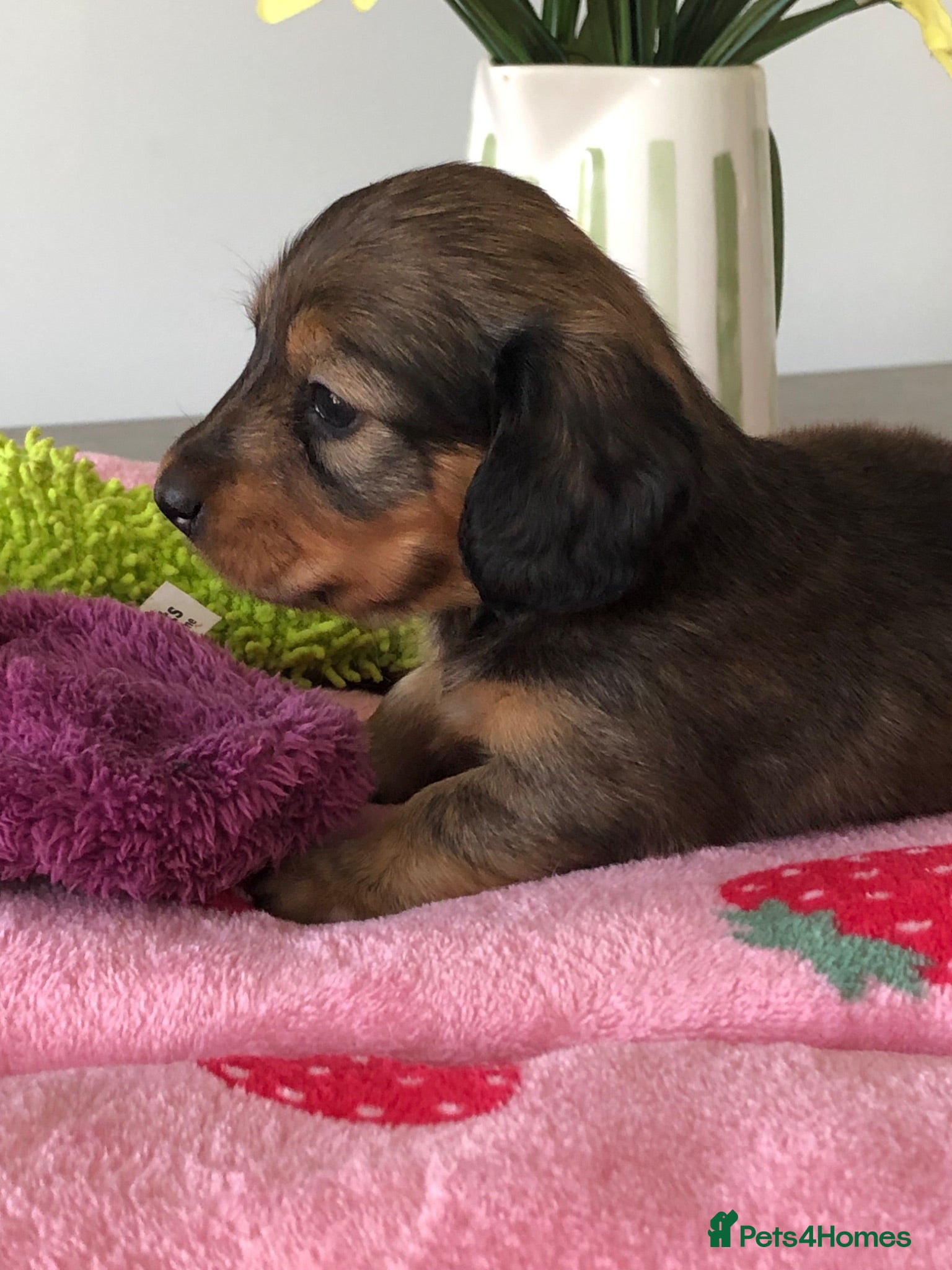 Miniature Dachshund dogs  K.C Reg Miniature Dachshunds L/H - Advert 2