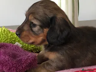 Miniature Dachshund dogs K.C Reg Miniature Dachshunds L/H - Advert 2