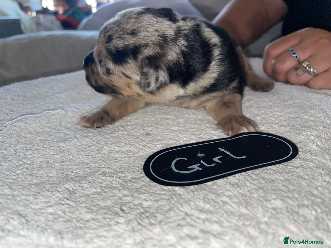 Mixed Breed dogs for sale: Cane shepherds - Advert 30