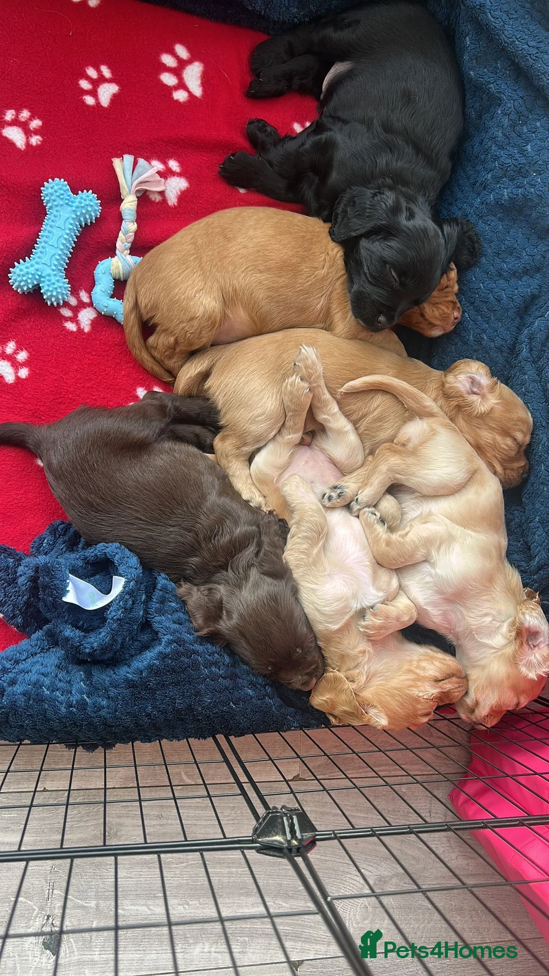 Cocker Spaniel dogs for stud: FTCH x FTW cocker spaniel for stud - Advert 6