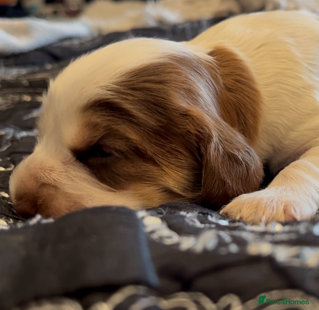 Cocker Spaniel dogs for sale: Kc registered show type cocker spaniel puppies - Image 19