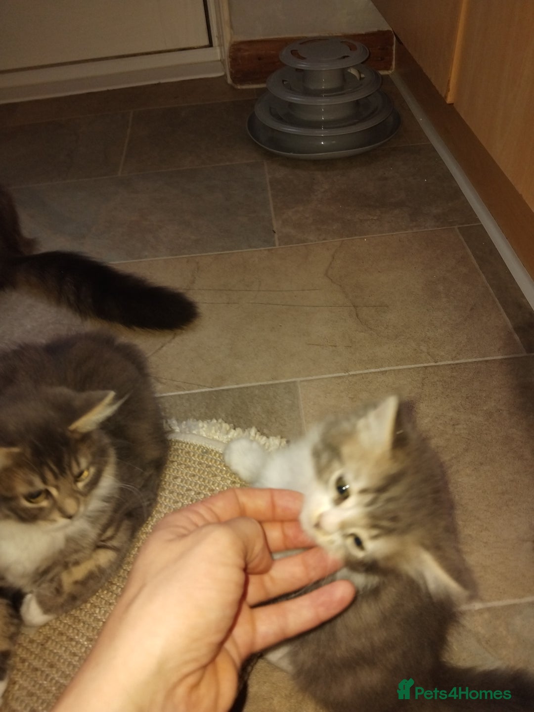 Mixed Breed cats for sale: Kittens american ringtail mixbreed  - Image 13
