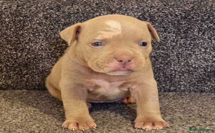 American Bully dogs - Advert 6