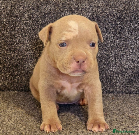 American Bully dogs - Advert 1