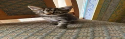 Mixed Breed cats for sale: 4 cute but shy kitten looking for new home - Advert 4