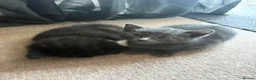 Mixed Breed cats for sale: Kittens  - Advert 4