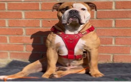 Olde English Bulldogge dogs for sale: Stanley - Image 4
