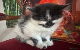 Mixed Breed cats for sale: Long haired girl fluffy Kittens  - Image 10