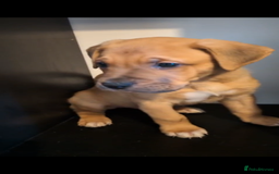 Mixed Breed dogs for sale: Puppies for sale - 8 weeks 29th August! - Image 4