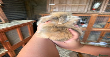Mini Lop rabbits - Advert 9