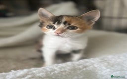 Mixed Breed cats for sale: Three gorgeous female kittens - Image 2