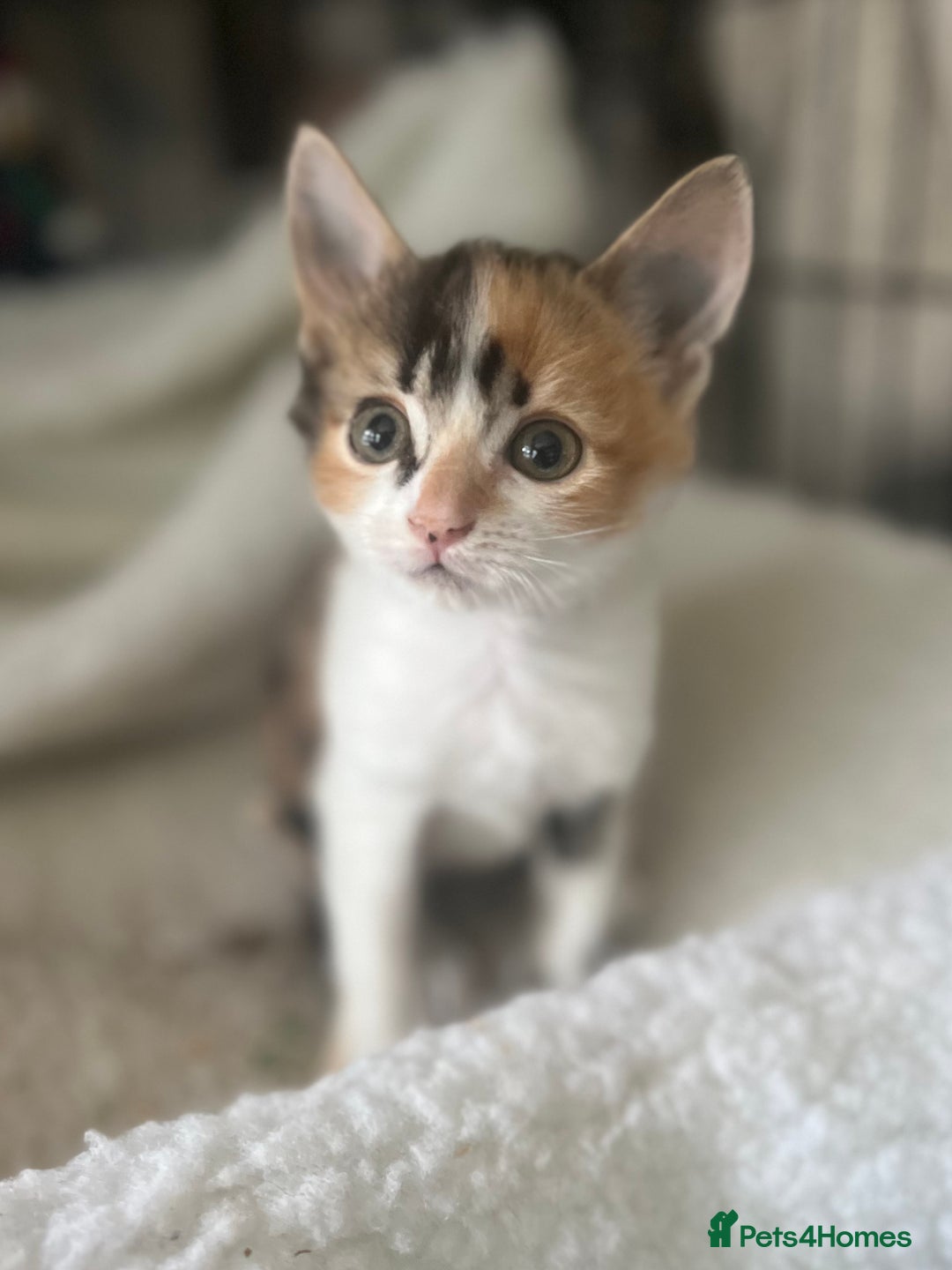 Mixed Breed cats for sale: Three gorgeous female kittens - Image 2