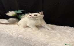 British Shorthair cats for sale: 💗 Gorgeous Full Pedigree BSH Trusted Breeder 💗 - Image 31