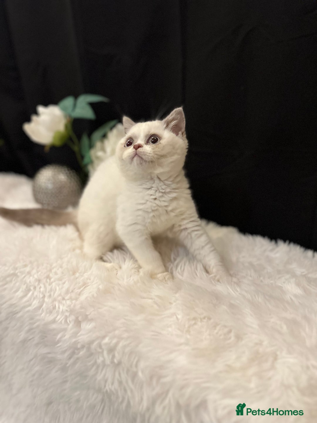 British Shorthair cats for sale: 💗 Gorgeous Full Pedigree BSH Trusted Breeder 💗 - Image 31