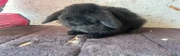Mini Lop rabbits for sale: Mini lops - Advert 6