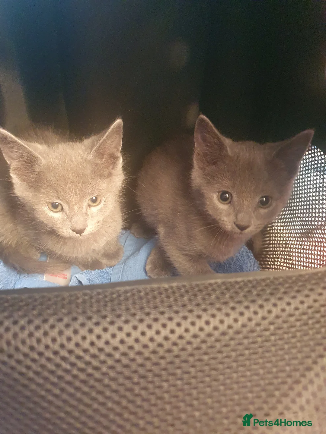 Russian Blue cats for sale: Gorgeous GCCF Russian Blue kittens - Advert 1