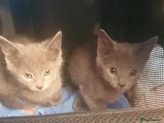 Russian Blue cats Gorgeous GCCF Russian Blue kittens - Advert 2