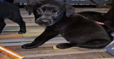 Mixed Breed dogs Dutch shepherd X pointer puppies  - Advert 4