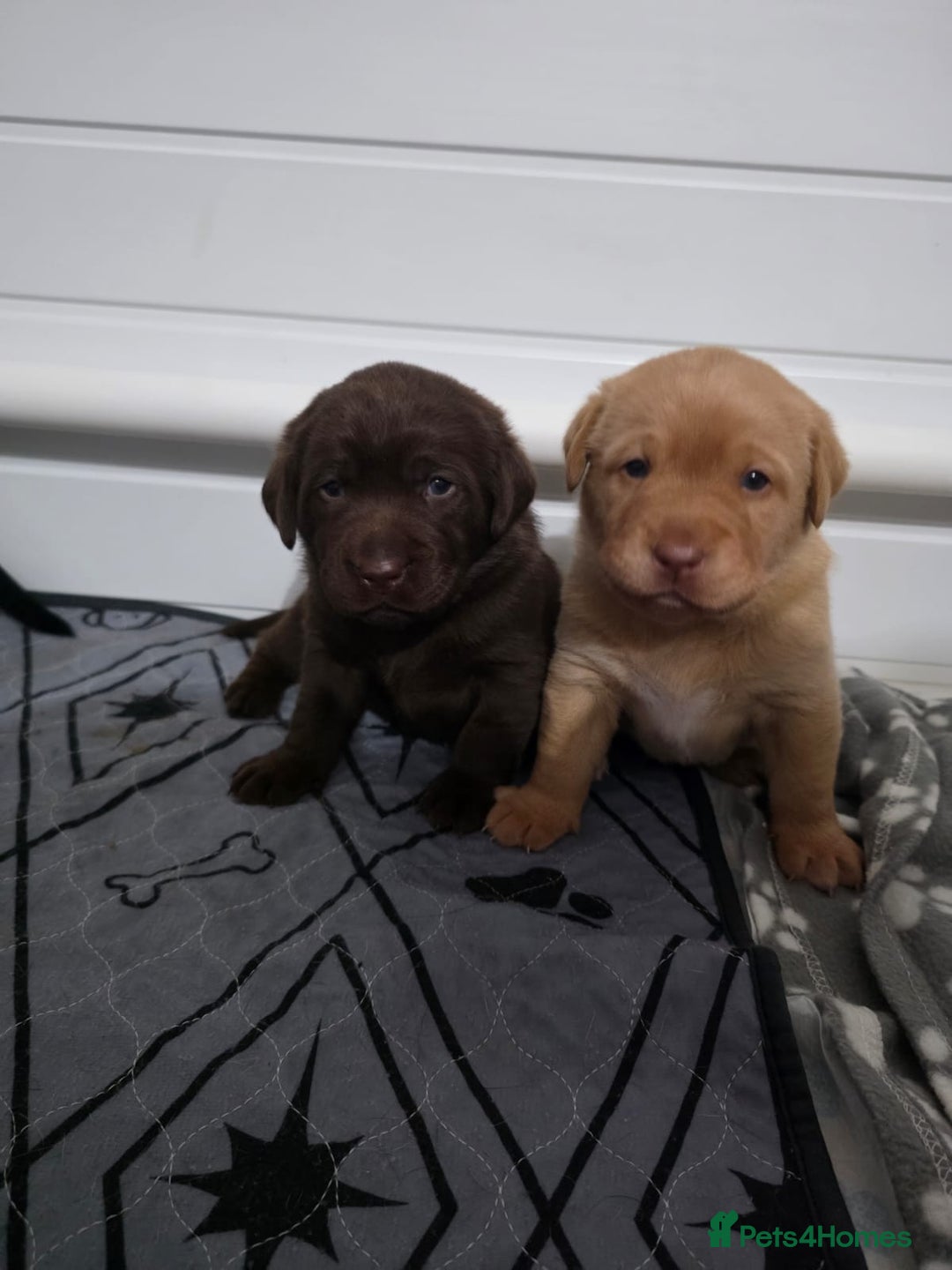 Labrador Retriever dogs for sale: Labrador puppies - Advert 16