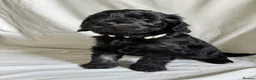 Mini Goldendoodle dogs for sale: F1 Miniature Goldendoodles   - Advert 25