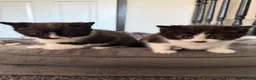 Mixed Breed cats for sale: 3 beautiful kittens - Advert 2
