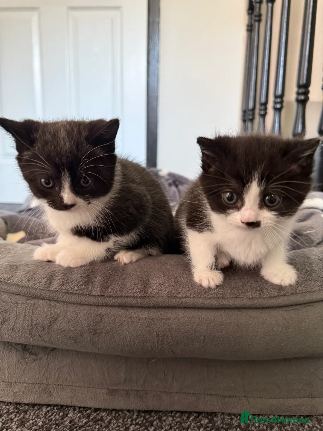 Mixed Breed cats for sale: 3 beautiful kittens - Advert 2