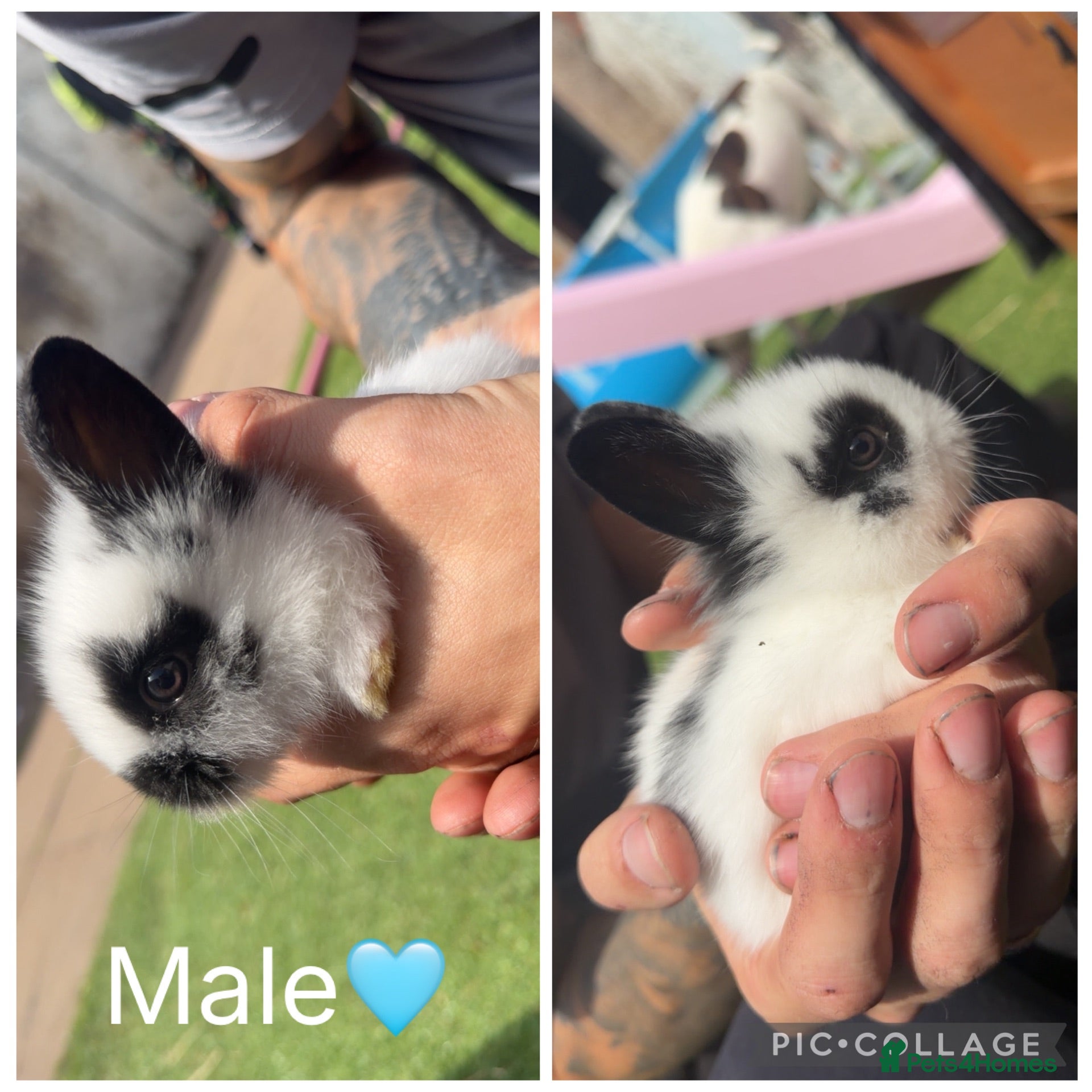 Lionhead rabbits READY TO LEAVE NOW!! 2 Beautiful Lionhead Rabbits - Advert 7