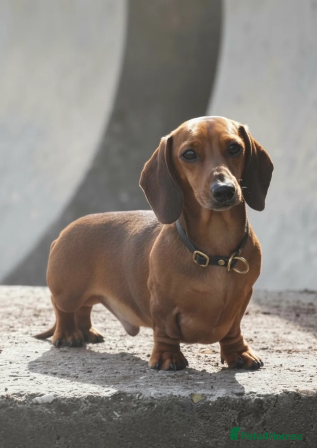 Miniature Dachshund dogs for stud: Kc reg pra clear shaded red mini smooth  - Advert 5