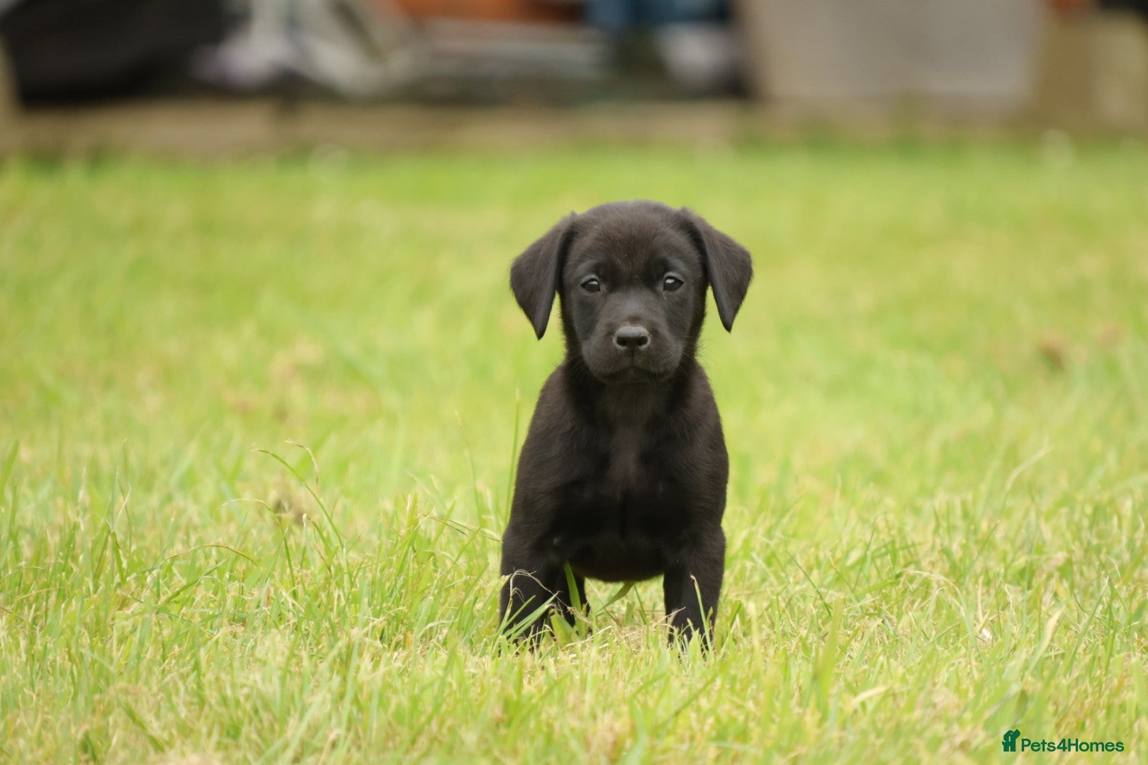 Labrador Retriever dogs Working/ Family pet KC Black Labrador Pups - Advert 16