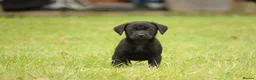 Labrador Retriever dogs for sale: Working KC Black Labrador Pups - Advert 8