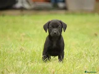 Labrador Retriever dogs Family or working pet KC Black Labrador Pups - Advert 6