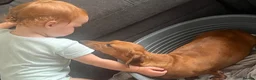 Miniature Dachshund dogs for sale: Kc Reg smooth miniature dachunds  - Advert 8
