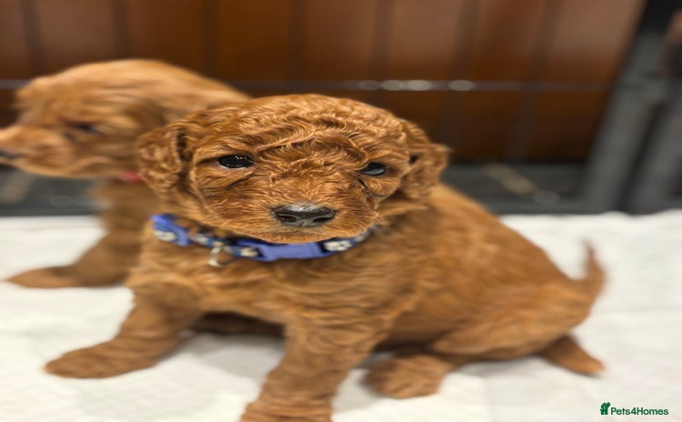 Cavapoo dogs - Advert 11
