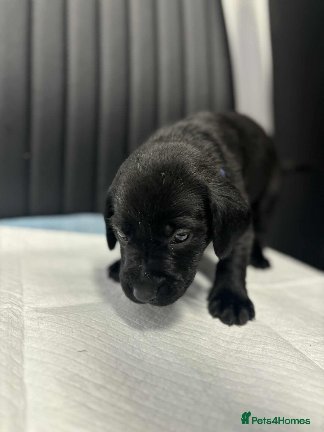 Labrador Retriever dogs for sale: Adorable KC registered fox red and black labs  - Image 7