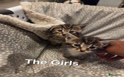 Mixed Breed cats for sale: 5 Adorable Kittens Ready for New Homes! - Image 6