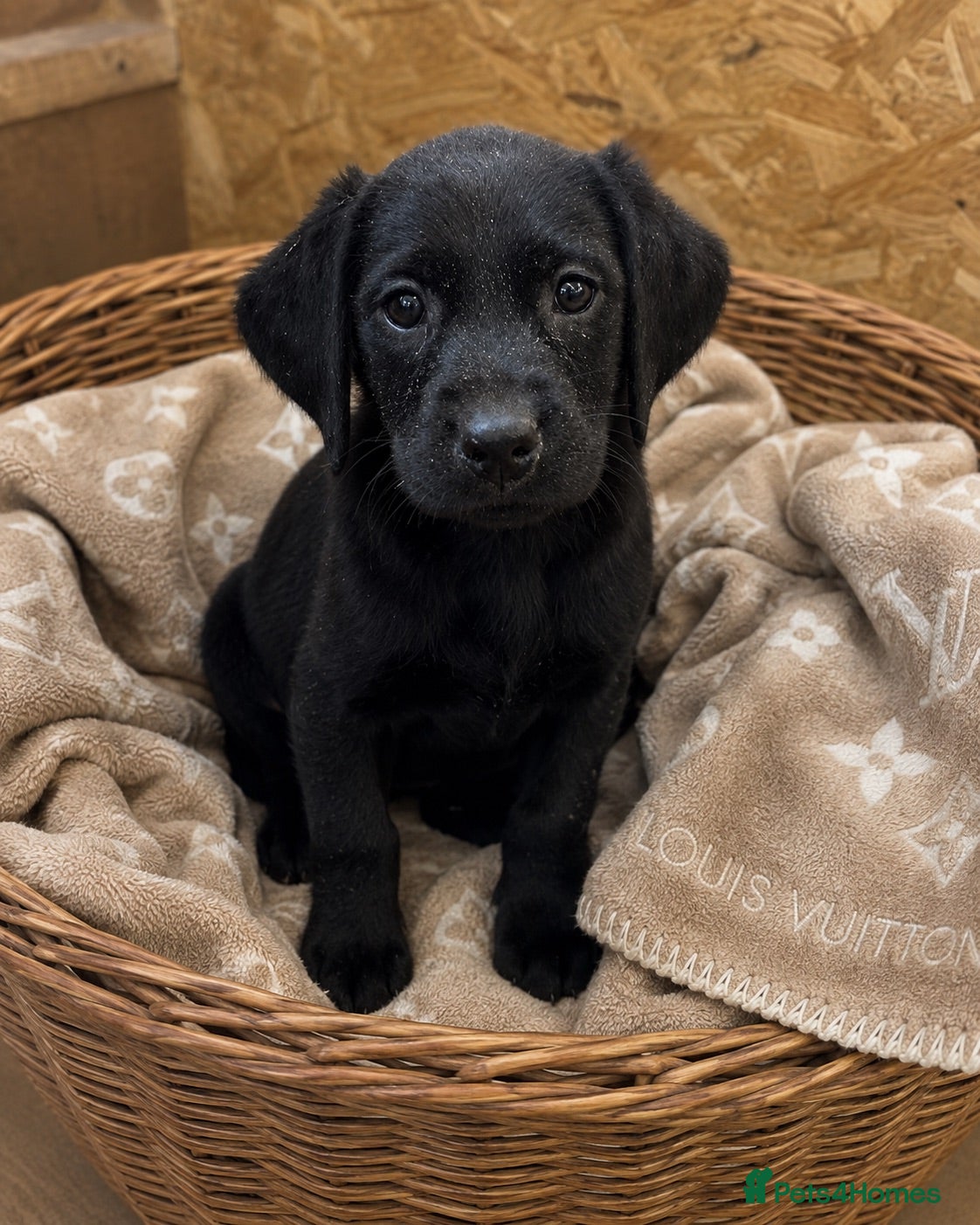 Labrador Retriever dogs Champion Labrador retriever puppies  - Advert 11