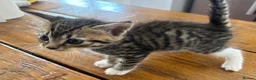 Maine Coon cats for sale: Maine Coon cross kittens for sale in Whitchurch - Advert 10