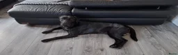 Labrador Retriever dogs for sale: Snoop - Advert 3