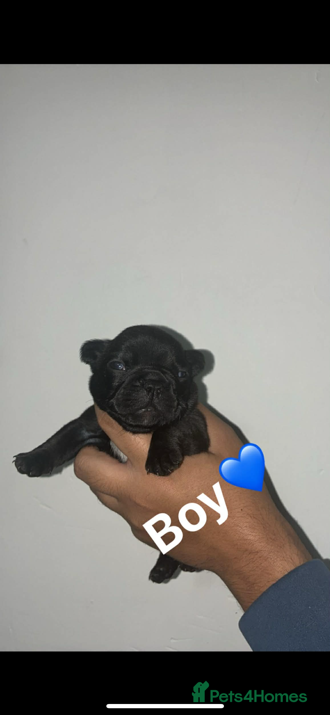 French Bulldog dogs for sale: Beautiful French Bulldogs - Advert 4