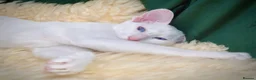 Siamese cats for sale: Stunning GCCF Siamese & Oriental Kittens - Advert 3